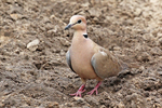 vinaceous dove (Streptopelia vinacea)