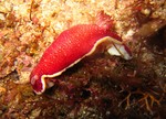 Goniobranchus tinctorius (Red-netted Goniobranchus)