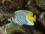 pearlscale butterflyfish (Chaetodon xanthurus)