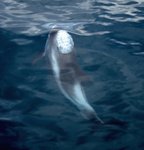white-beaked dolphin (Lagenorhynchus albirostris)