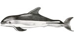 Atlantic white-sided dolphin (Lagenorhynchus acutus)