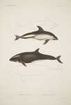 dusky dolphin (Lagenorhynchus obscurus)