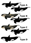 killer whale, orca (Orcinus orca)