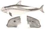 Risso's dolphin, monk dolphin (Grampus griseus)