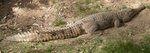 Australian freshwater crocodile (Crocodylus johnsoni, Crocodylus johnstoni)