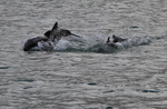 Chilean dolphin, black dolphin (Cephalorhynchus eutropia)