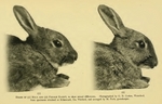 European rabbit, common rabbit (Oryctolagus cuniculus)