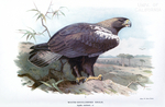 Spanish imperial eagle, Adalbert's eagle (Aquila adalberti)