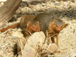 common dwarf mongoose (Helogale parvula)