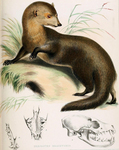 short-tailed mongoose (Herpestes brachyurus)