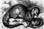 crab-eating mongoose (Herpestes urva)