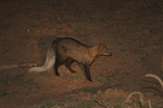white-tailed mongoose (Ichneumia albicauda)