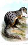 narrow-striped mongoose (Mungotictis decemlineata)