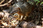 narrow-striped mongoose (Mungotictis decemlineata)