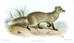 Selous' mongoose (Paracynictis selousi)