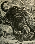 meerkat, suricate (Suricata suricatta)
