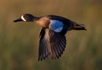 blue-winged teal (Anas discors, Spatula discors)