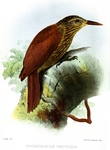 black-banded woodcreeper (Dendrocolaptes picumnus)