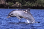Indo-Pacific bottlenose dolphin (Tursiops aduncus)