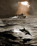 long-beaked common dolphin (Delphinus capensis)