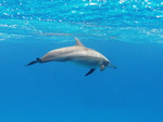 spinner dolphin (Stenella longirostris)