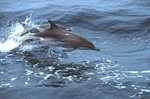 Clymene dolphin,short-snouted spinner dolphin (Stenella clymene)