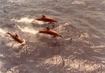 pantropical spotted dolphin (Stenella attenuata)
