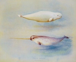 beluga whale (Delphinapterus leucas); narwhal, narwhale, unicorn whale (Monodon monoceros)