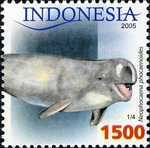 Indo-Pacific finless porpoise (Neophocaena phocaenoides)