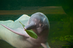 Amazon river dolphin, boto, pink dolphin (Inia geoffrensis)