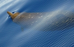 Blainville's beaked whale (Mesoplodon densirostris)