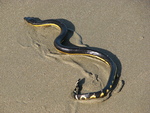 yellow-bellied sea snake (Hydrophis platurus)