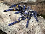 Poecilotheria metallica (gooty tarantula)