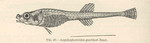 Arctic alligatorfish (Ulcina olrikii or Aspidophoroides olrikii)