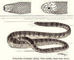Enhydrina schistosa (beaked sea snake)