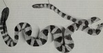 Hydrophis lapemoides (Arabian Gulf sea snake)