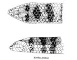 Kerilia jerdonii (Jerdon's sea snake)