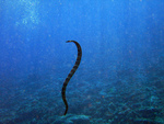 Laticauda schistorhynchus (katuali, flat-tail sea snake)