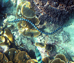 Laticauda laticaudata (blue-lipped sea krait)
