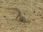 Saara hardwickii (Indian spiny-tailed lizard)