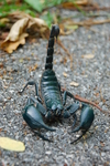 Heterometrus laoticus, Asian forest scorpion