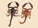 Heterometrus longimanus, black emperor scorpion