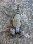 Opistophthalmus pugnax (pugnacious burrowing scorpion)