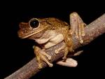 Hypsiboas pugnax (Chirique-flusse Treefrog)