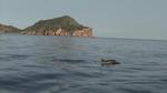 Guiana dolphin (Sotalia guianensis)