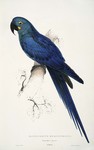 Lear's macaw, indigo macaw (Anodorhynchus leari)