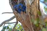 hyacinth macaw, hyacinthine macaw (Anodorhynchus hyacinthinus)