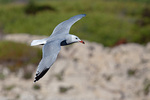 Audouin's gull (Ichthyaetus audouinii)