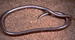 Leptotyphlops humilis (western blind snake)