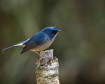 slaty-blue flycatcher (Ficedula tricolor)
